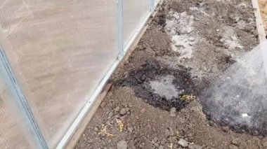 Sarı lastik eldivenli bir el seradaki yatakları fıskiyeli bir hortumla sular, toprağı sebze ekmeye hazırlar, 4k video..