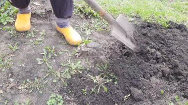 Kauçuk ayakkabılı bir çiftçi ayağının yakın plan çekimi, toprağı kazma, tarım, ot temizleme, 4K video, yakın plan..