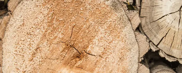 Grumes Coupés Avec Texture Bois Avec Des Fissures Des Nœuds — Photo