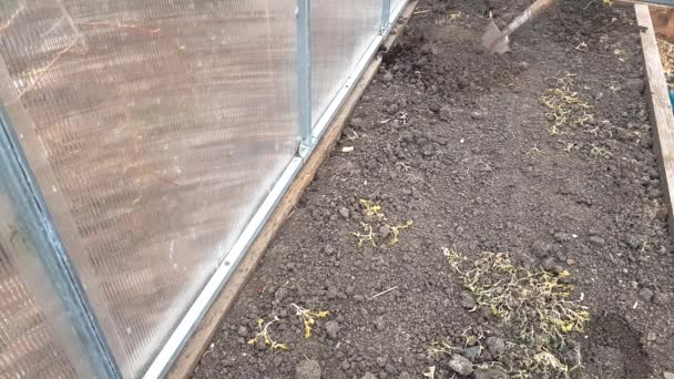 シャベルで温室内の土を掘り 庭で春の仕事 野菜を育てるための土壌を準備する 4Kビデオ — ストック動画