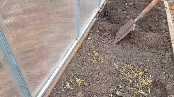 Vogelfutterspender Mit Brotscheiben Die Auf Einem Baum Schwingen Vor Dem — Stockvideo