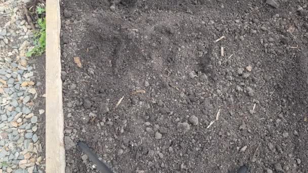 Ręce Kobiet Rękawicach Ogrodniczych Poluzować Glebę Przed Sadzeniem Warzyw Usuwanie — Wideo stockowe