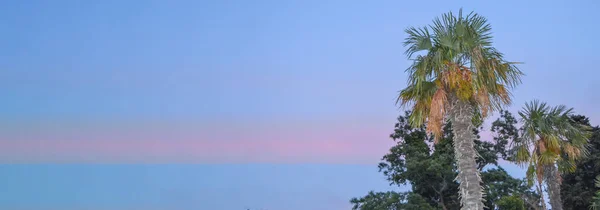 Bandeira Paisagem Tropical Fundo Coqueiro Contra Background Sunset Lilac Sky — Fotografia de Stock