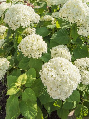 Dikey fotoğraf, güzel beyaz paniklemiş bir ortancanın bol çiçekleri güneşli bir yaz gününde bahçede yemyeşil bir çalı..