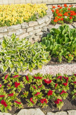 Dikey fotoğraf, hosta, kırmızı Türk karanfili, sarı levkoi ve kırmızı sardunya çiçeklikte, güneşli bir yaz gününde çimenli açık bir bahçede.