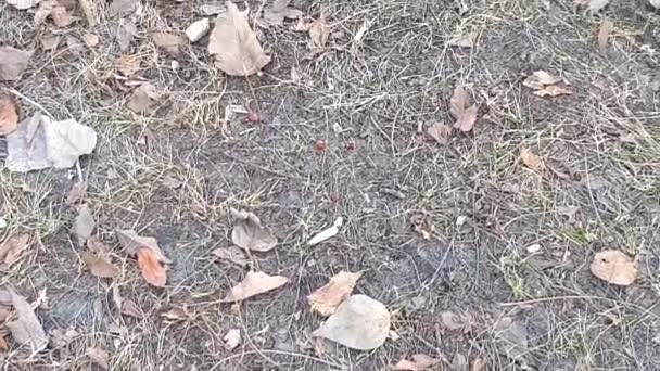 Natuurlandschap met droog gebladerte op het land in de herfst of het voorjaar. De camera is in beweging. Vers gras dat door droge bladeren groeit. Natuurlijke achtergrond van het bodemoppervlak, 4k video — Stockvideo