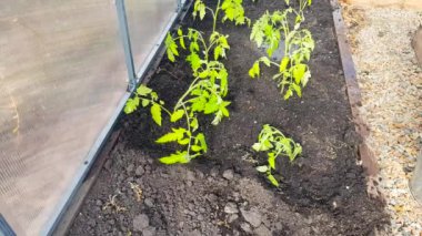 Sera bahçesindeki genç domates fidanlarını fıskiyeli bir hortumla sulamak, seradaki sebze bitkileriyle ilgilenmek, 4k video.