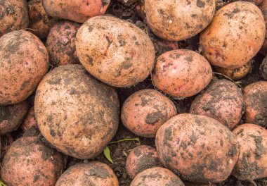 Taze organik kahverengi soyulmamış patatesler taze pazarda, arka planda. Patates dokusu, yemek arkaplanı.