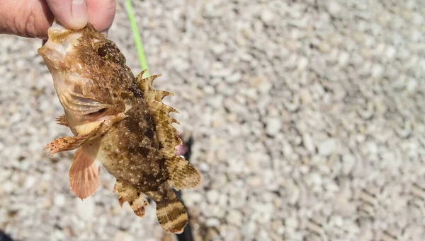 Close-up of a live small sea fish caught spinning on the Black Sea.