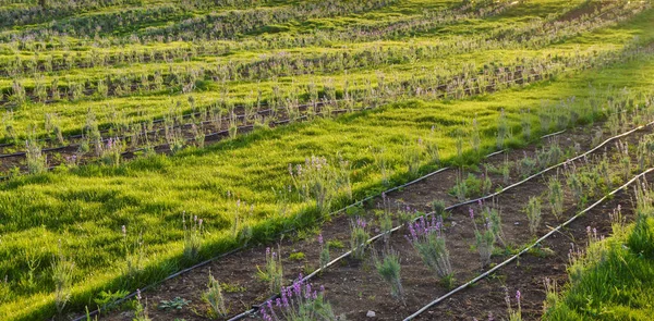 Irrigation system on a lavender field, watering of young lavender plants, banner, Crimea, Russia.