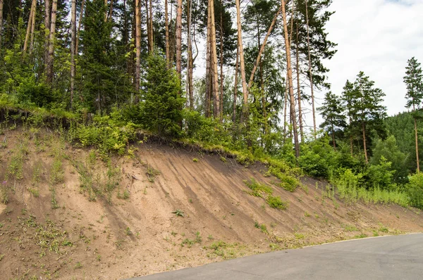 Asfalterad Väg Längs Kulle Med Höga Tallar Utsikt Underifrån Över — Stockfoto