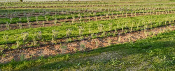 Sistema Riego Campo Lavanda Vidriado Las Plantas Jóvenes Lavanda Bandera —  Fotos de Stock