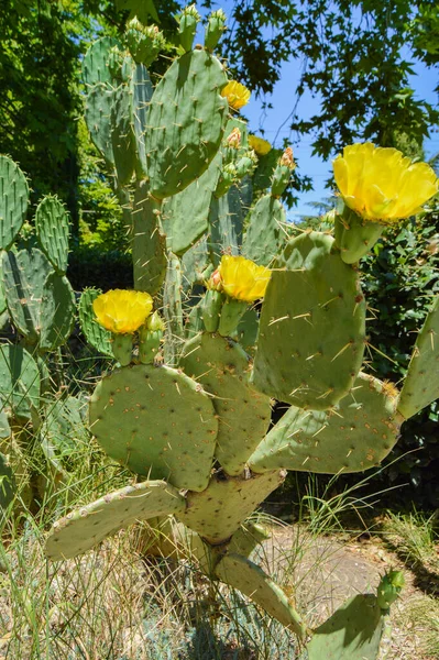 Prickly pear cactus with numerous yellow flowers, grows in the park, outdoors, vertical frame.