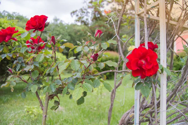 オープン 金属トレリスの近くに赤いバラの茂み 選択的な焦点 — ストック写真