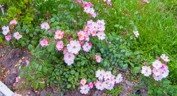 Μια Επιλεκτική Εστίαση Της Άνθησης Φωτεινό Ροζ Άγρια Τριαντάφυλλα Τριανταφυλλιά — Φωτογραφία Αρχείου