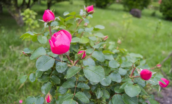 Arbusto Con Delicadas Rosas Rosadas Aire Libre Enfoque Selectivo —  Fotos de Stock