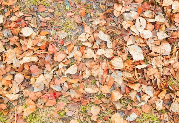 Mooie Herfst Achtergrond Van Gevallen Geel Goud Bladeren Banner — Stockfoto