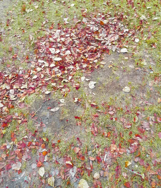 Mooie Herfst Achtergrond Van Gevallen Geel Goud Bladeren Groen Gras — Stockfoto