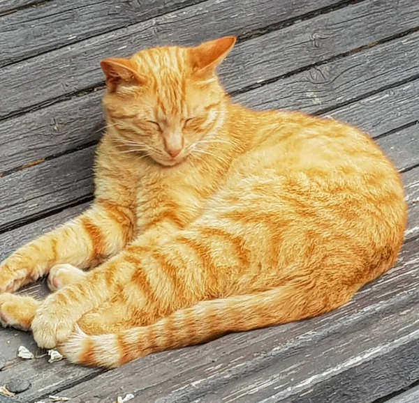 夏の公園で屋外のベンチに太陽の下で通りの赤い猫が腰を下ろす — ストック写真