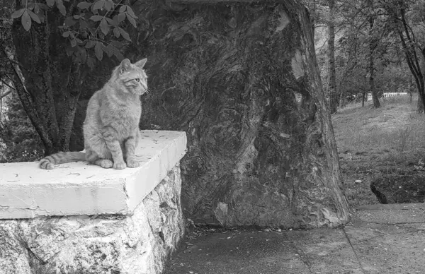 View Cat Sitting Stone Fence Park Looking Away Black White — Stock Photo, Image