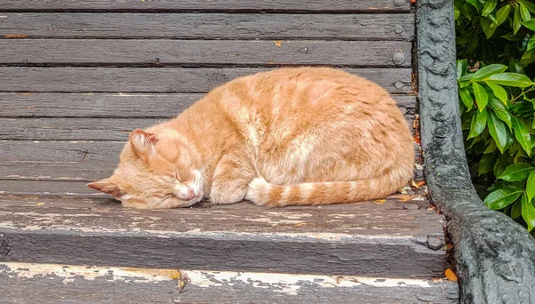 Gato Vermelho Bonito Dorme Velho Banco Madeira Parque Enrolado — Fotografia de Stock