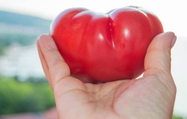 Bir kadının eli koca bir kırmızı domatesi tutuyor..