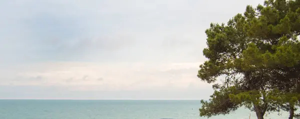 Tall Grenar Mot Bakgrund Det Turkosa Havet Och Gryningen Mulen — Stockfoto
