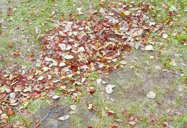 Schöner Herbsthintergrund Aus Abgefallenen Gelben Und Goldenen Blättern Auf Grünem — Stockfoto