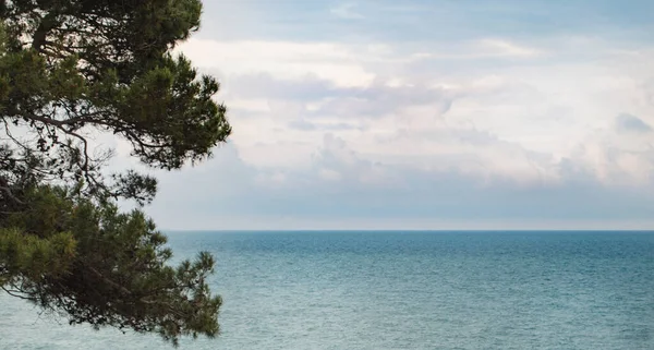 Tall Grenar Mot Bakgrund Det Turkosa Havet Och Gryningen Mulen — Stockfoto