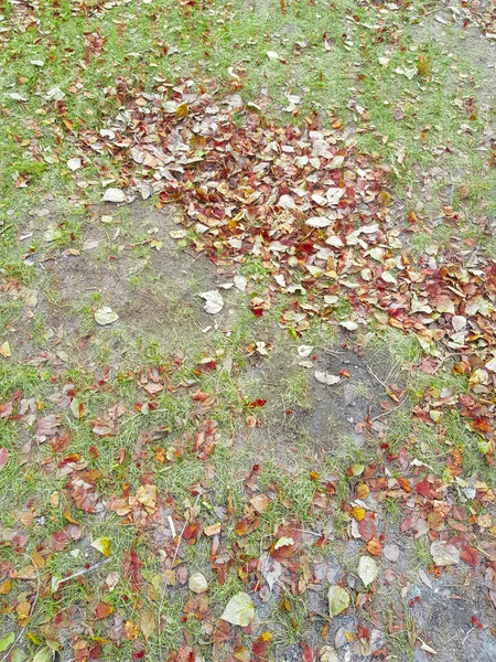 Mooie Herfst Achtergrond Van Gevallen Geel Goud Bladeren Groen Gras — Stockfoto