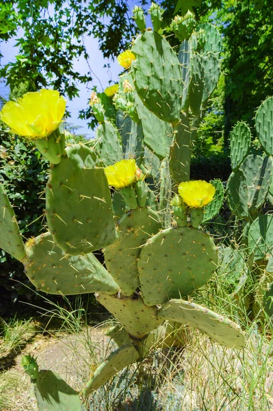 Prickly pear cactus with numerous yellow flowers, grows in the park, outdoors, vertical frame.