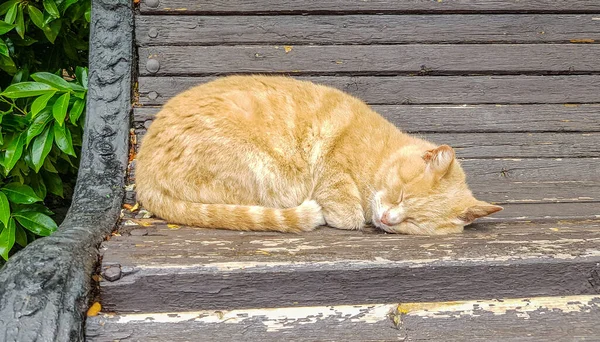 Gato Vermelho Bonito Dorme Velho Banco Madeira Parque Enrolado — Fotografia de Stock