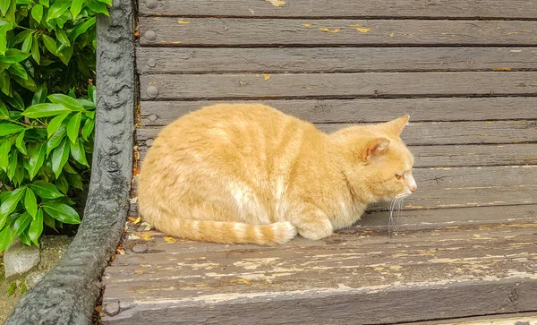 Gato Vermelho Rua Banha Sol Banco Livre Parque Verão — Fotografia de Stock