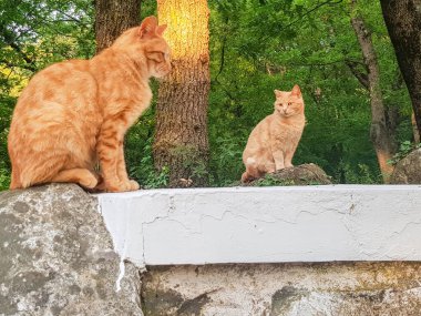 İki tatlı kırmızı sokak kedisi ağaçların arkasında güneşleniyorlar..