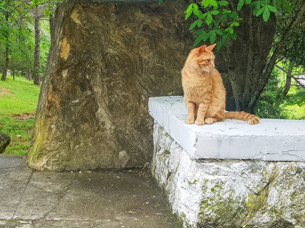 Vista Gato Vermelho Sentado Uma Cerca Pedra Branca Parque Olhando — Fotografia de Stock