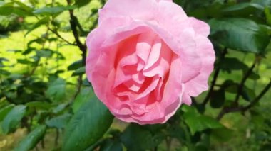 4k video, bir arı ya da böcek pembe bir gül üzerinde sürünerek polen topluyor. Rüzgarda savrulan bir gül.