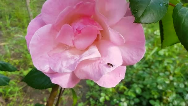 4K视频 一只蜜蜂或昆虫爬上粉红的玫瑰 采集花粉 玫瑰在风中飘扬 — 图库视频影像