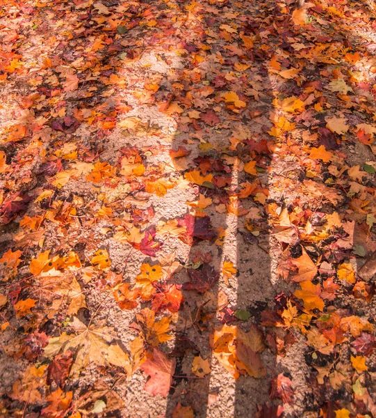 Pionowe Jesienne Tło Opadłych Liści Klonu Różnych Kolorach Ziemi Parku — Zdjęcie stockowe