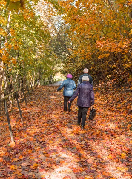 Fondo Vertical Otoño Con Hojas Arce Caídas Tres Ancianos Caminando Imagen De Stock