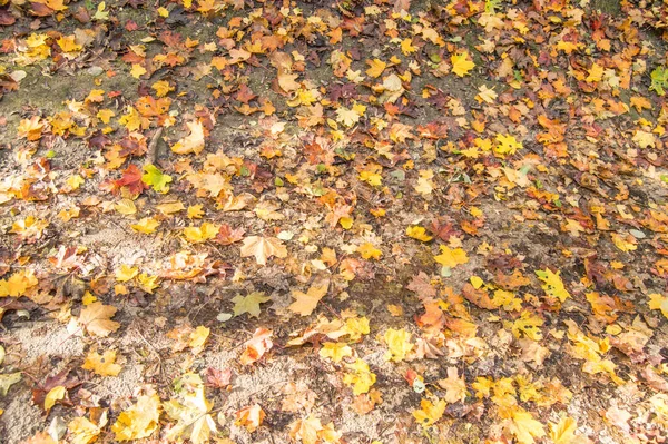 Herfst Achtergrond Met Gevallen Esdoorn Bladeren Van Verschillende Kleuren Grond — Stockfoto