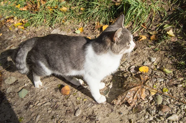 Retrato Gato Cinza Bonito Livre Olhando Para Distância — Fotografia de Stock