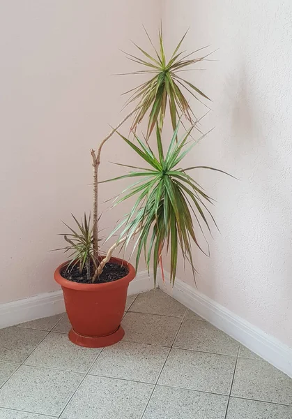 A large brown flower pot with a tropical dracaena flower stands in the corner of a living room or office space, vertical frame.