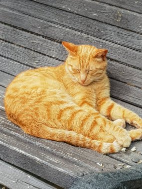 Kırmızı bir sokak kedisi güneşleniyor bir bankta, açık havada, bir yaz parkında..