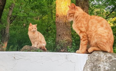 İki tatlı kırmızı sokak kedisi ağaçların arkasında güneşleniyorlar..