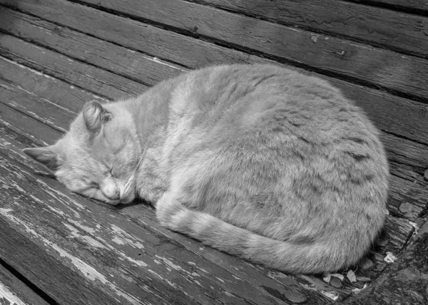 Foto Preto Branco Gato Adormecido Bonito Velho Banco Madeira Parque — Fotografia de Stock