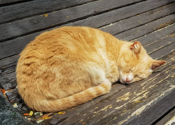 Sevimli kırmızı bir kedi parktaki eski bir tahta bankta uyuyor, kıvrılmış..