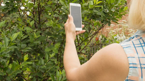 Жінка Фотографує Мобільний Телефон Фотографує Рослини Дерева Відкритому Саду Стокова Картинка