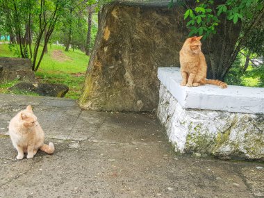 İki tatlı kırmızı sokak kedisi ağaçların arkasında güneşleniyorlar..
