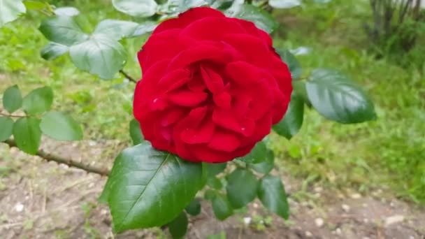 4k vídeo, vermelho rosa flor fluttering no vento, câmera de movimento em torno de um arbusto com uma rosa — Vídeo de Stock