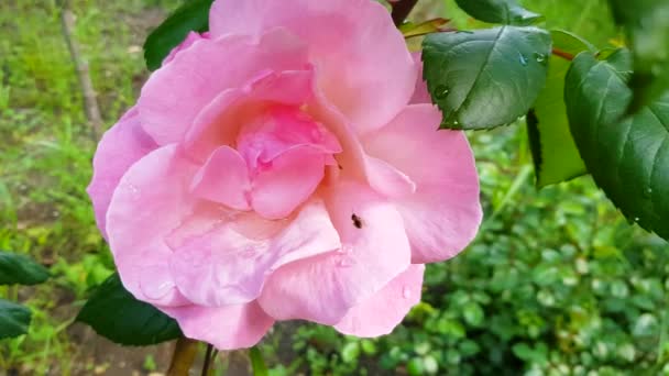 4k video, una abeja o insecto se arrastra sobre una rosa, recogiendo polen. Una flor de rosa revolotea en el viento — Vídeos de Stock